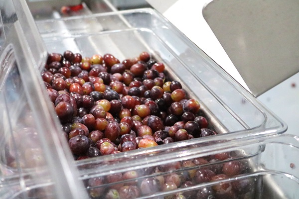 grapes_600